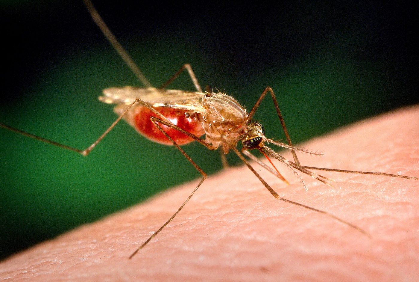 Muỗi Anopheles funestus cái đang hút máu