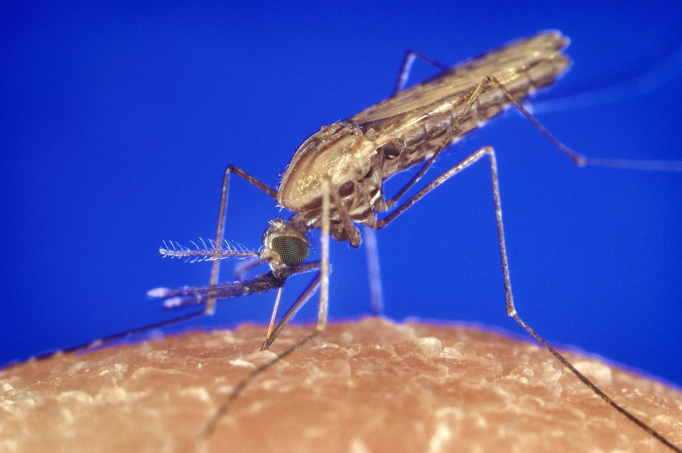 Muỗi Anopheles gambiae bắt đầu hút máu trên da người (CDC PHIL 1354)