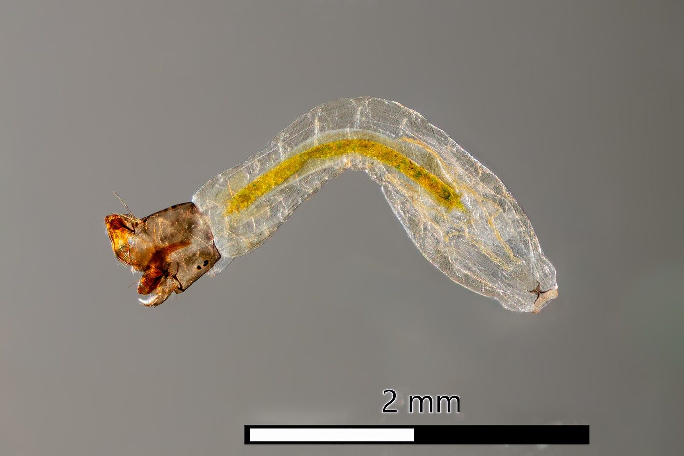 Ấu trùng ruồi đen (họ Simuliidae), thước đo 2 mm