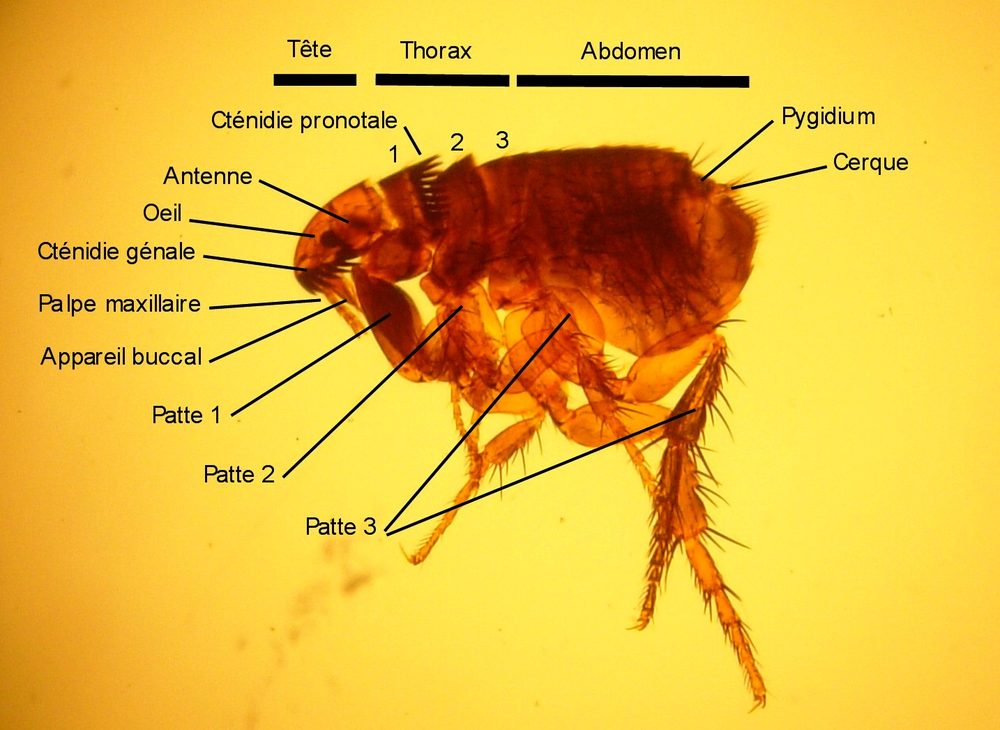 Bọ chét mèo (Ctenocephalides felis) trưởng thành