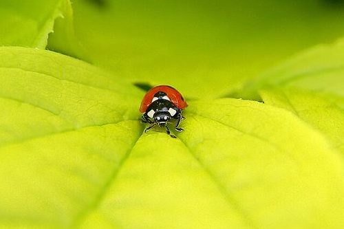 Bọ rùa bảy chấm (Coccinella septempunctata)