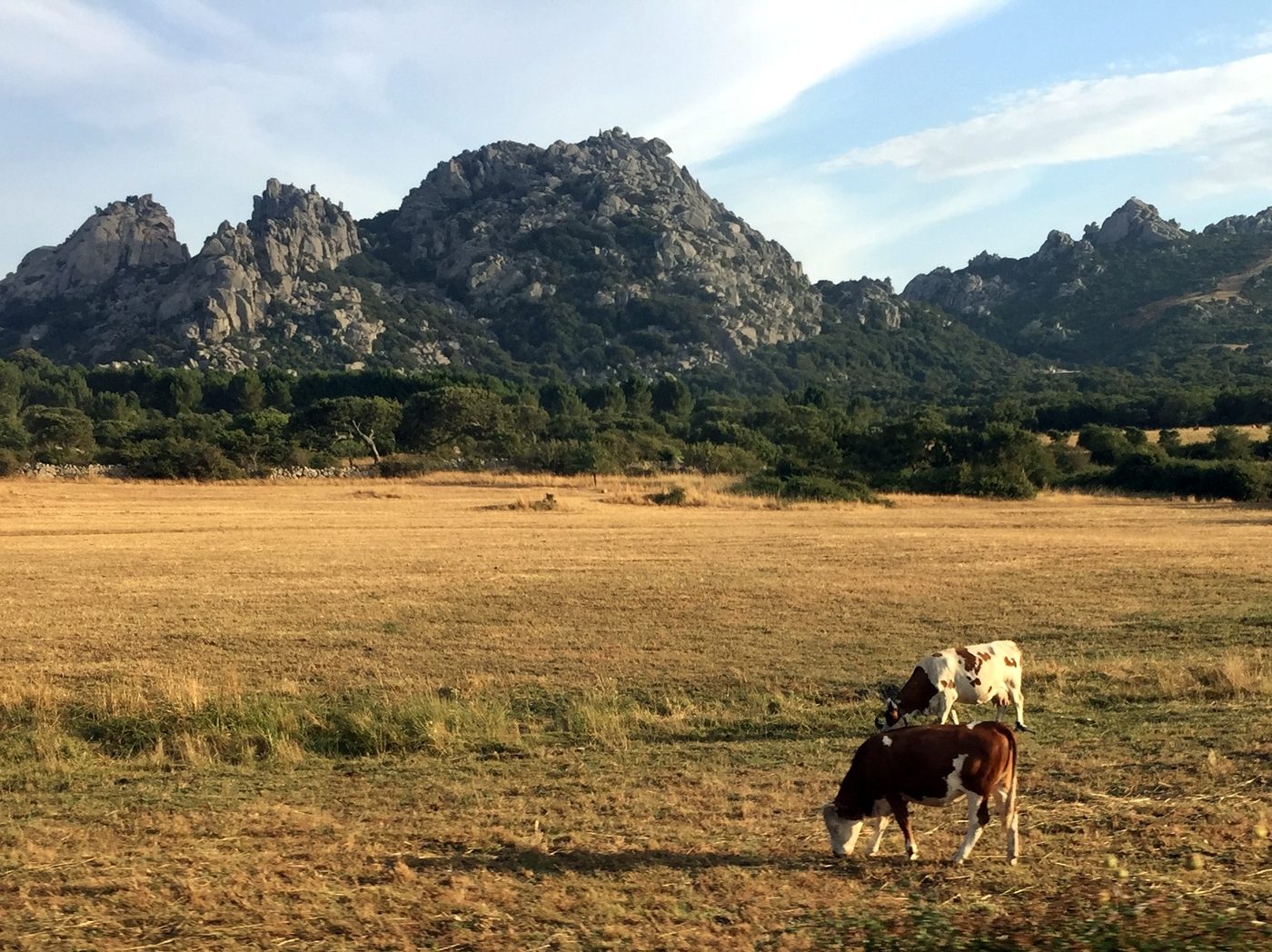 Bò chăn thả ở vùng Gallura, Sardinia (Italy), 2016