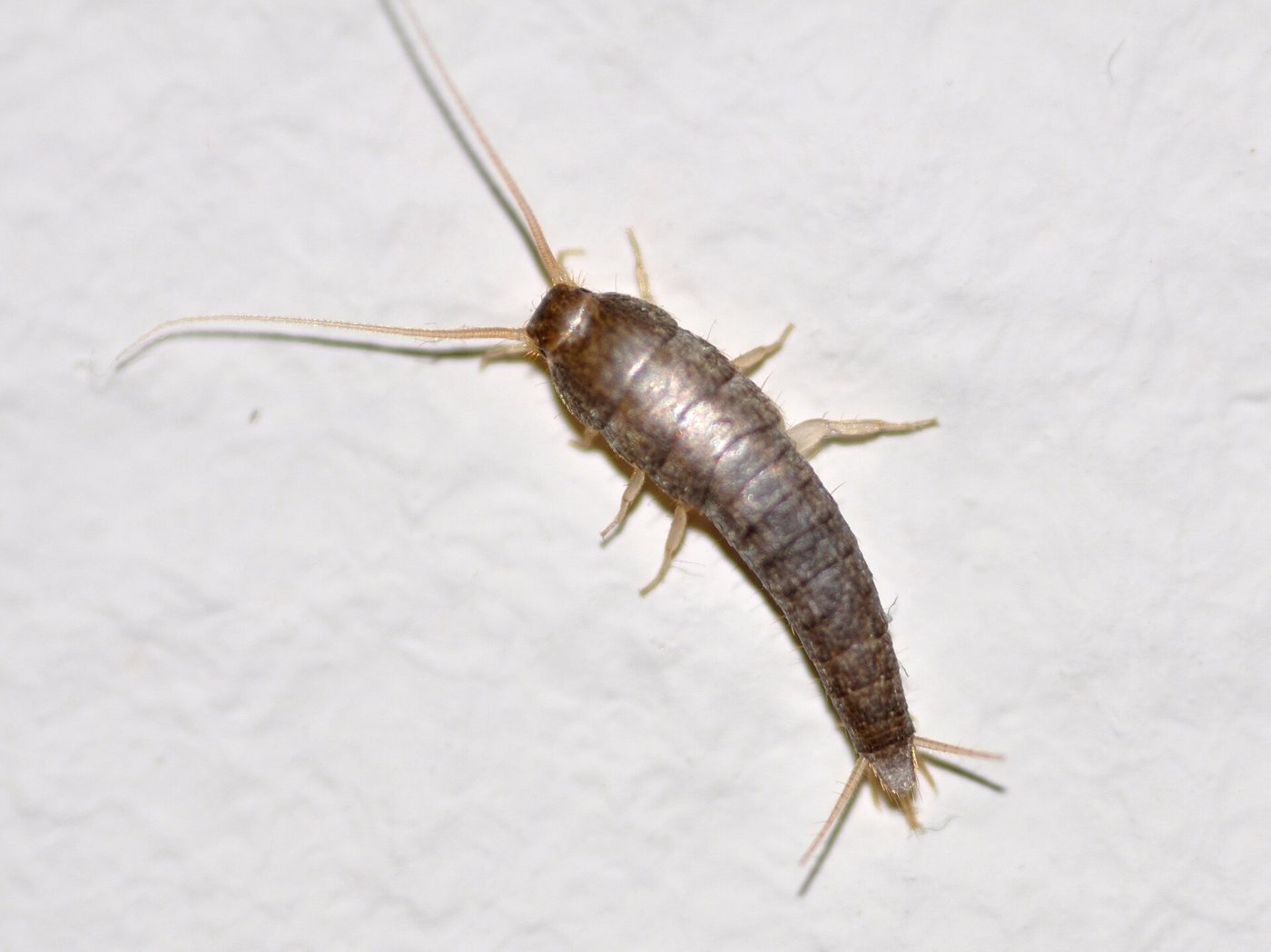 Cá bạc (Lepisma saccharina) trong một căn nhà ở Hamburg (Đức)