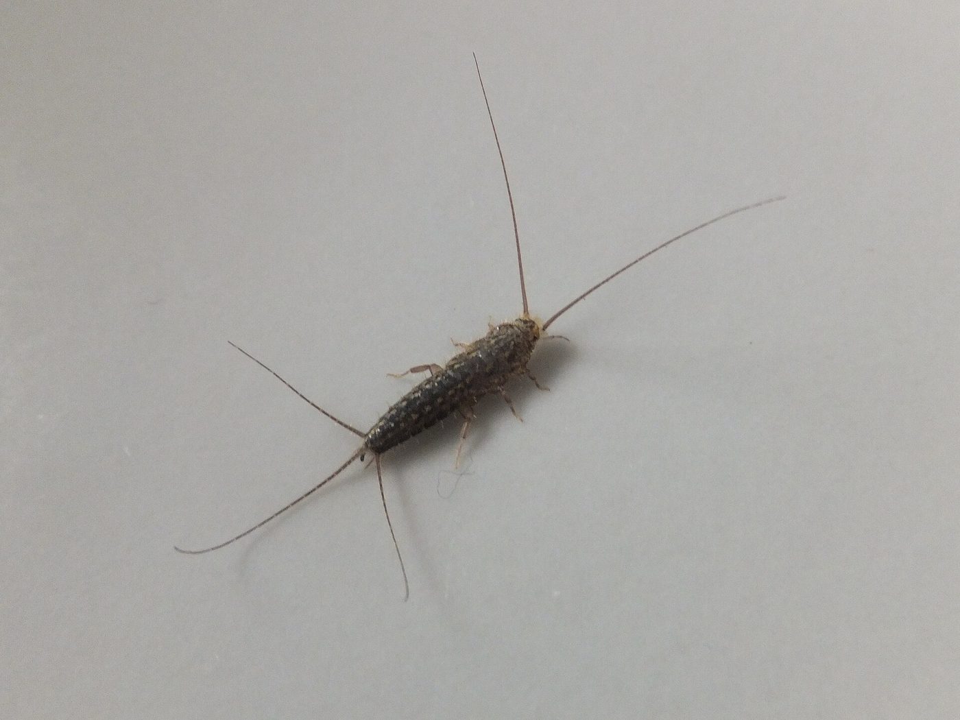 “Cá lửa” (Thermobia domestica) tìm thấy ở Trento (Italy)