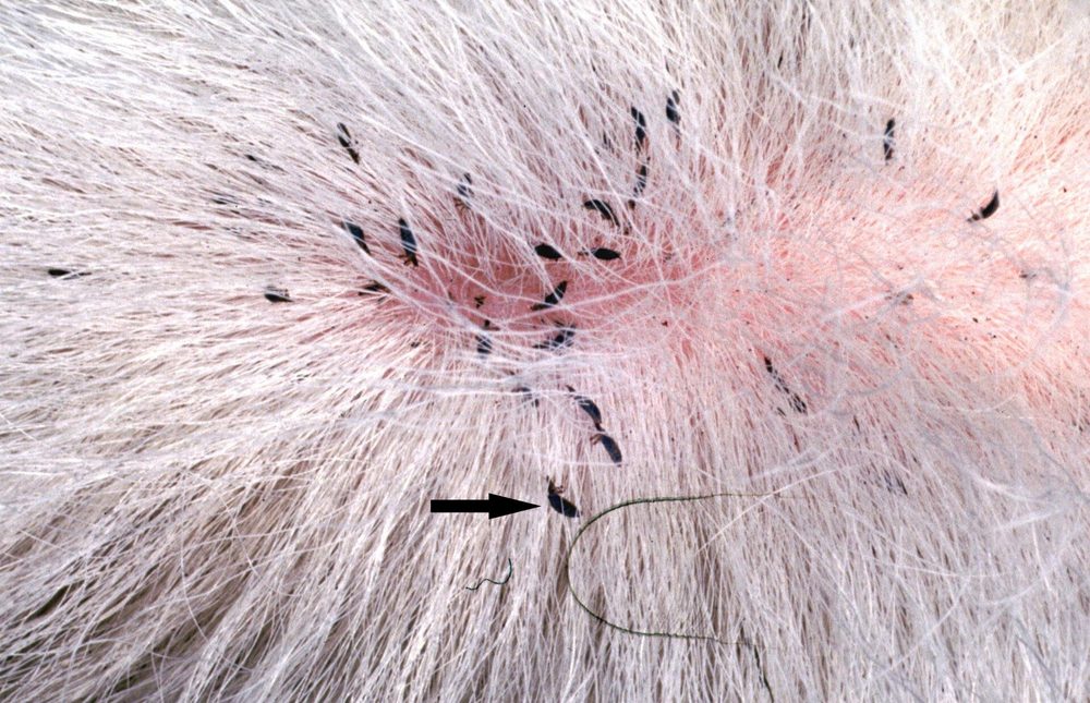 Chấy hút máu Linognathus bám dày trên da bò (mũi tên chỉ một con)