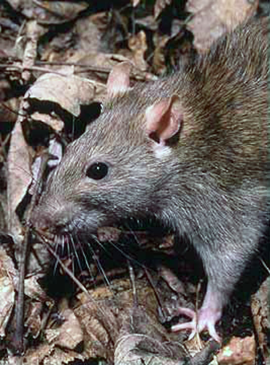 Chuột nâu (Rattus norvegicus)