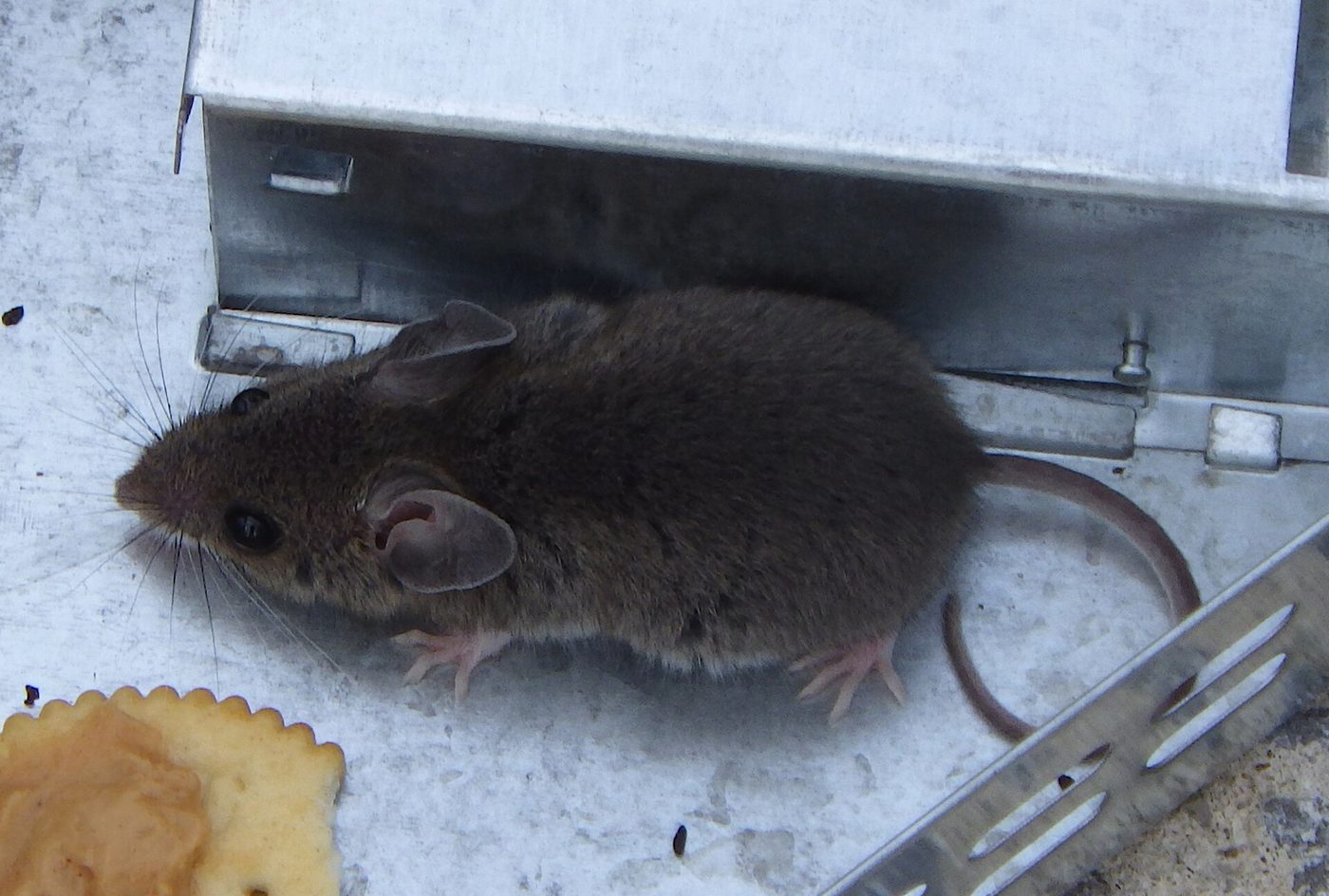 Chuột nhắt (Mus musculus) trong bẫy bắt sống