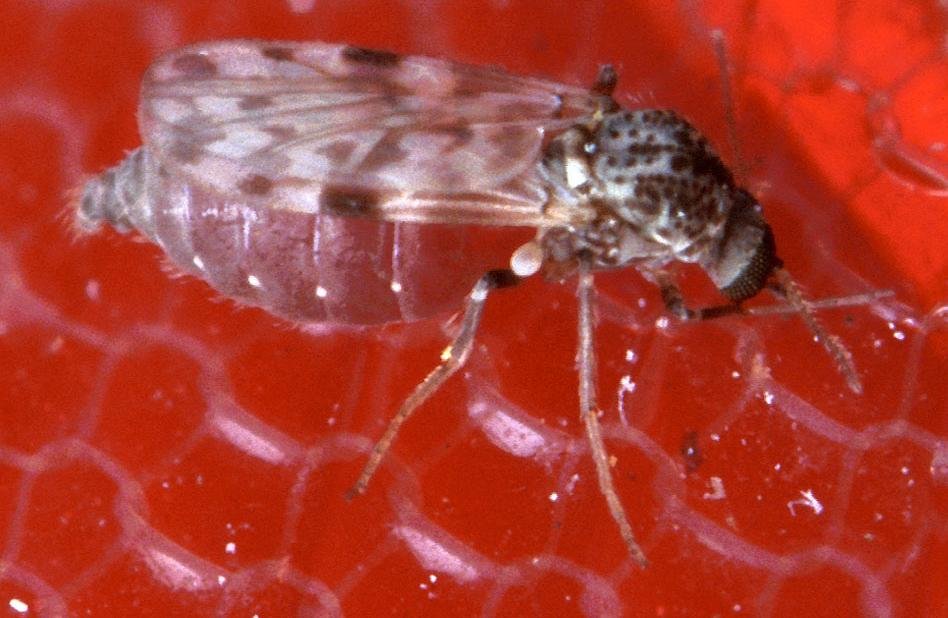 Muỗi vằn nhỏ cái Culicoides sonorensis đang hút máu qua màng nhân tạo