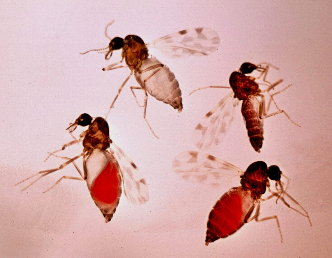 Dĩn Culicoides imicola cái ở các giai đoạn hút máu