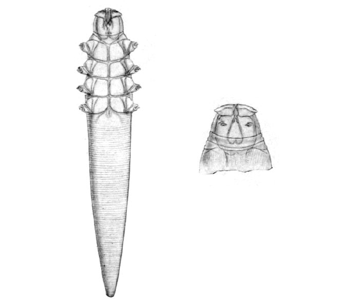 Cái ghẻ nang lông Demodex canis