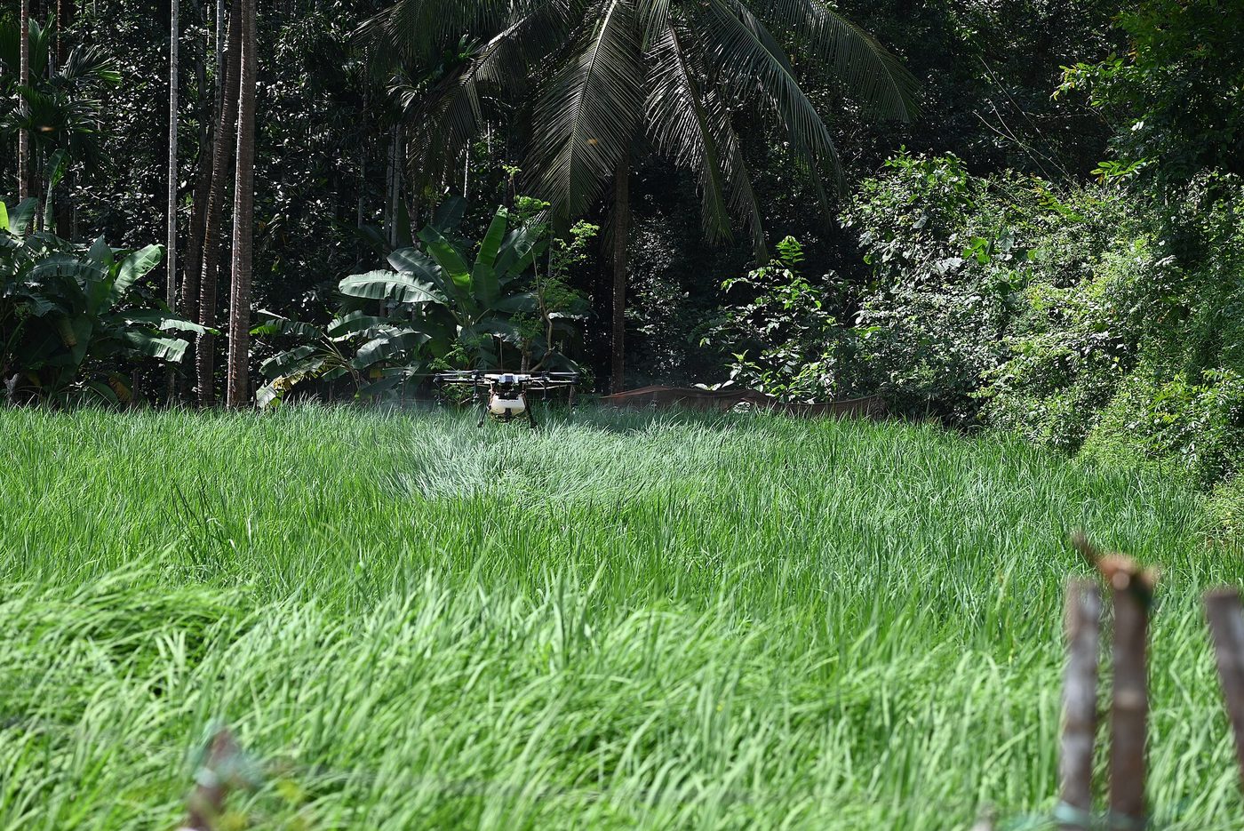 Drone nông nghiệp phun trên ruộng lúa