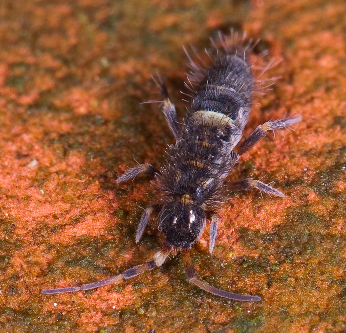 Đuôi bật Orchesella cincta