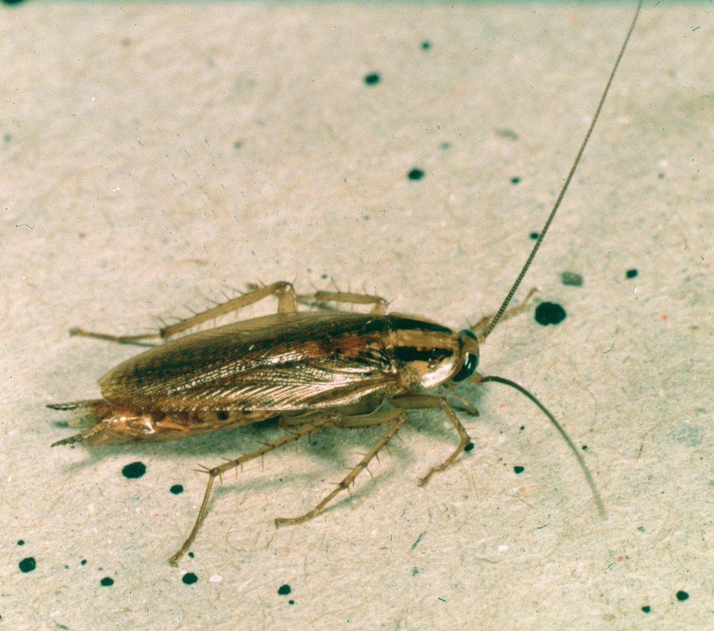 Gián Đức Blattella germanica