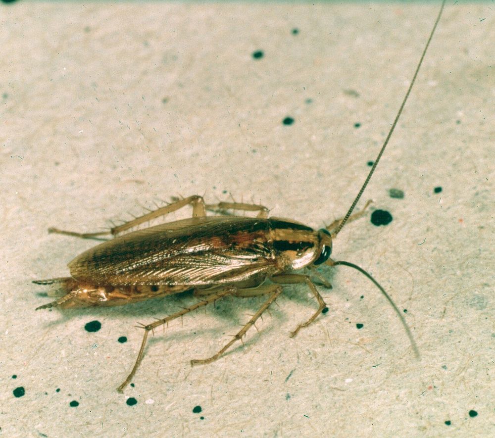 Gián Đức (Blattella germanica)