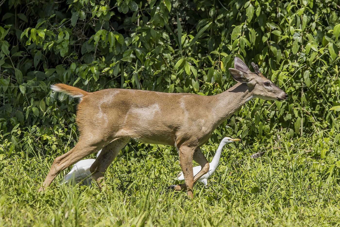 Hươu đuôi trắng (Odocoileus virginianus) đực cùng cò trâu ở Belize