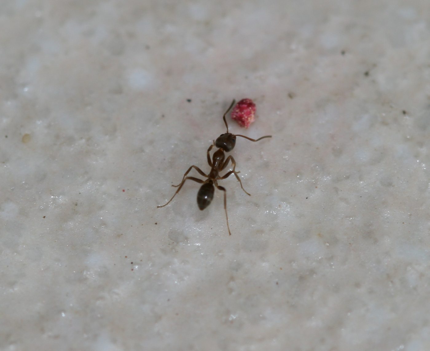Kiến Argentina (Linepithema humile)