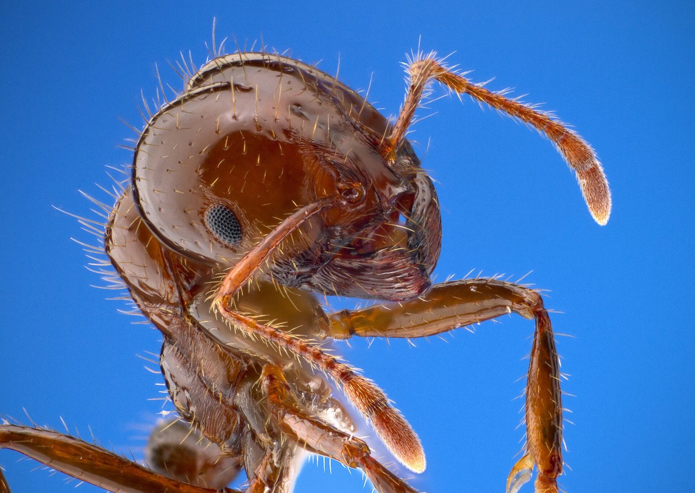 Kiến thợ của loài kiến lửa đỏ nhập nội (Solenopsis invicta)