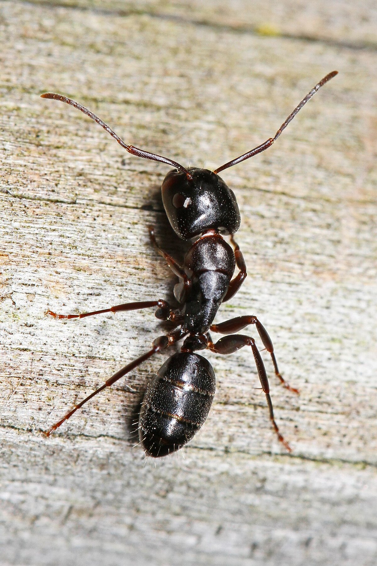 Kiến thợ mộc đen phương Đông (Camponotus pennsylvanicus)