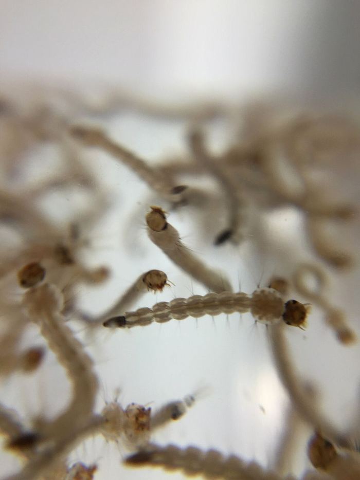 Lăng quăng (ấu trùng) muỗi Aedes aegypti