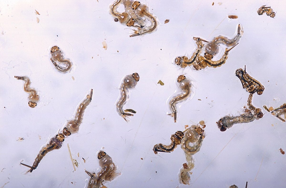 Ấu trùng muỗi Culex nigripalpus trong nước