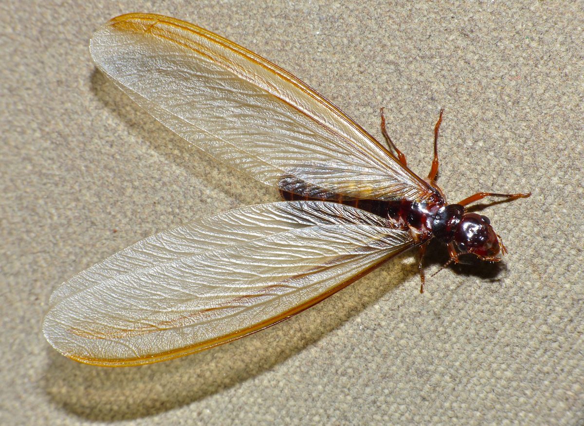 Mối cánh (alate)