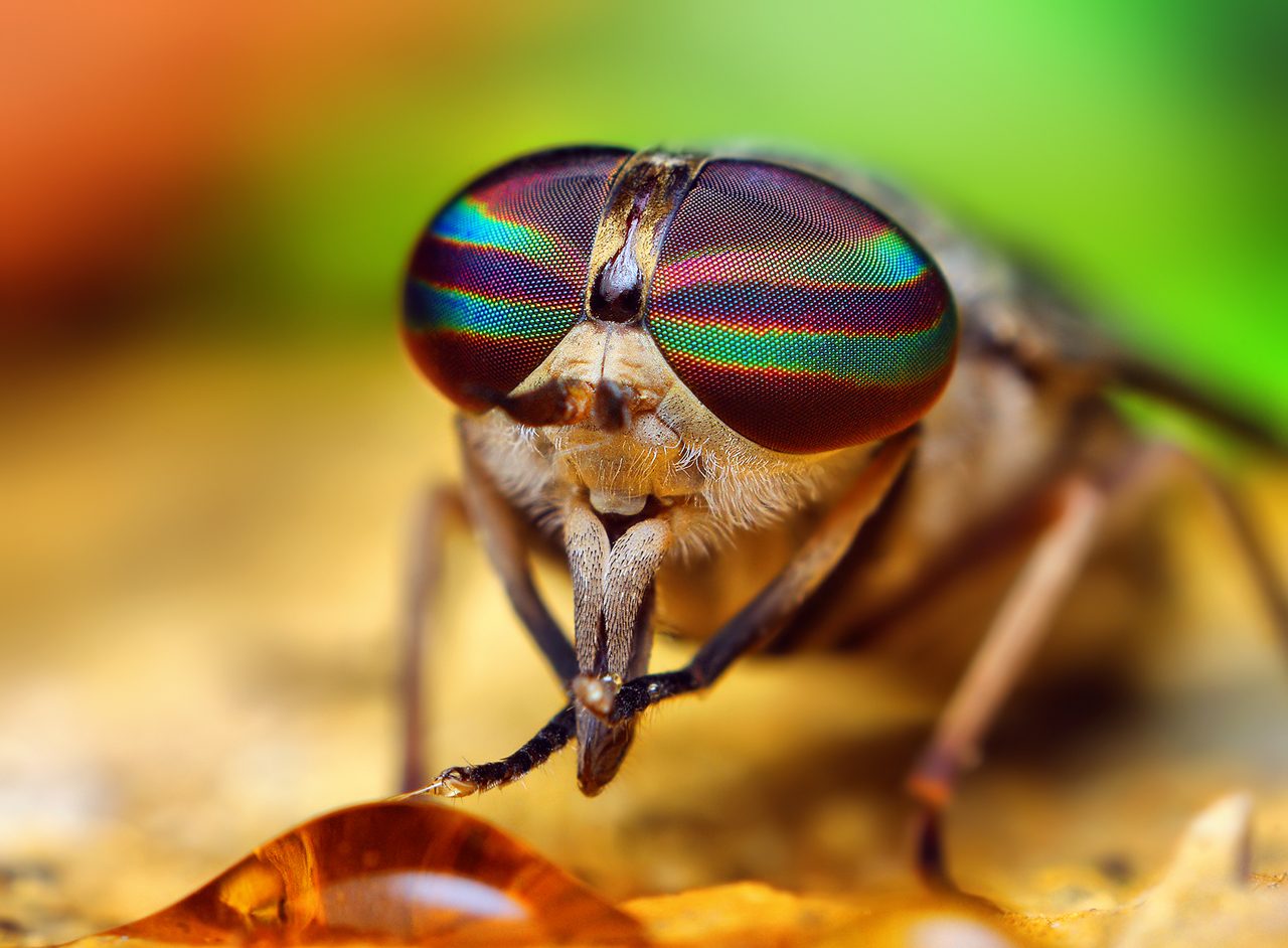 Mòng cái (Tabanus, họ Tabanidae)