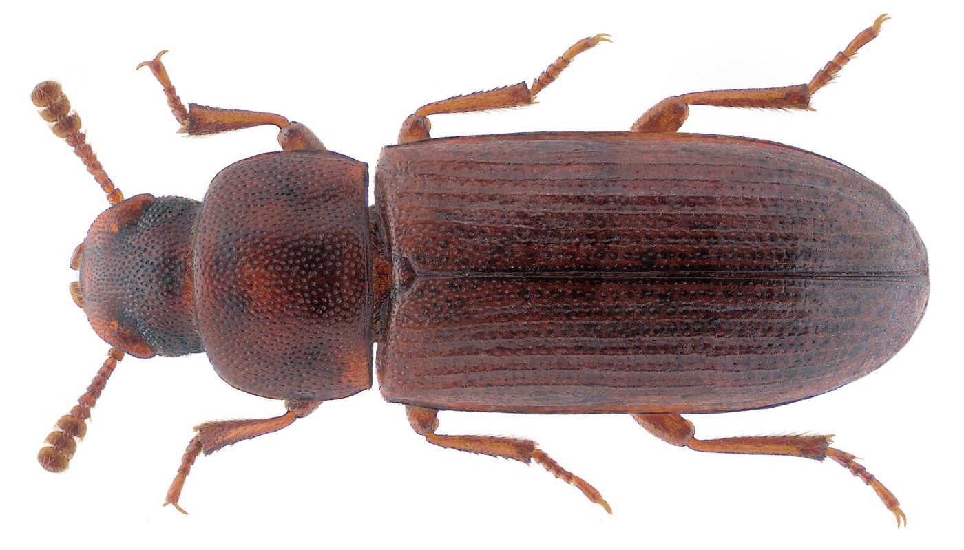 Mọt bột đỏ (Tribolium castaneum)