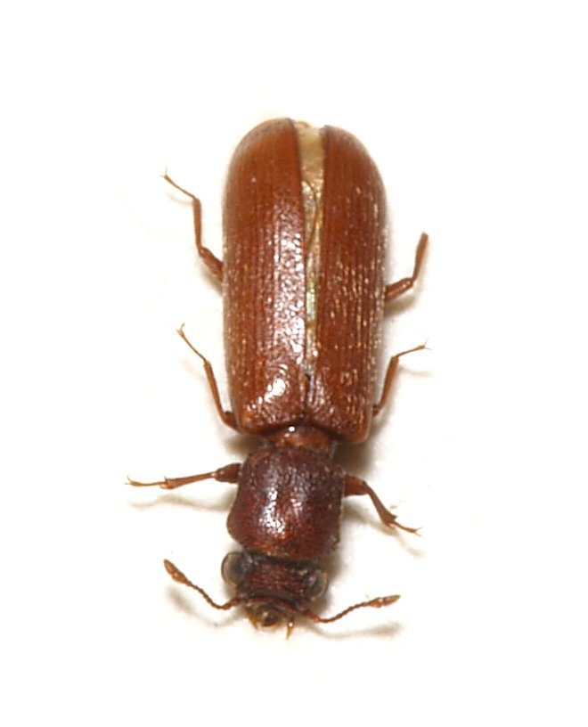 Mọt bột gỗ Lyctus brunneus trưởng thành