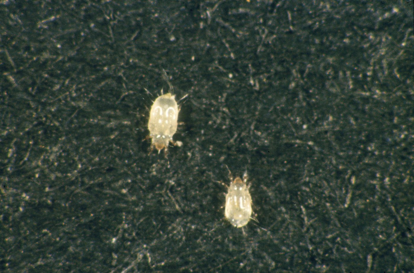 Rận sách Liposcelis sp.