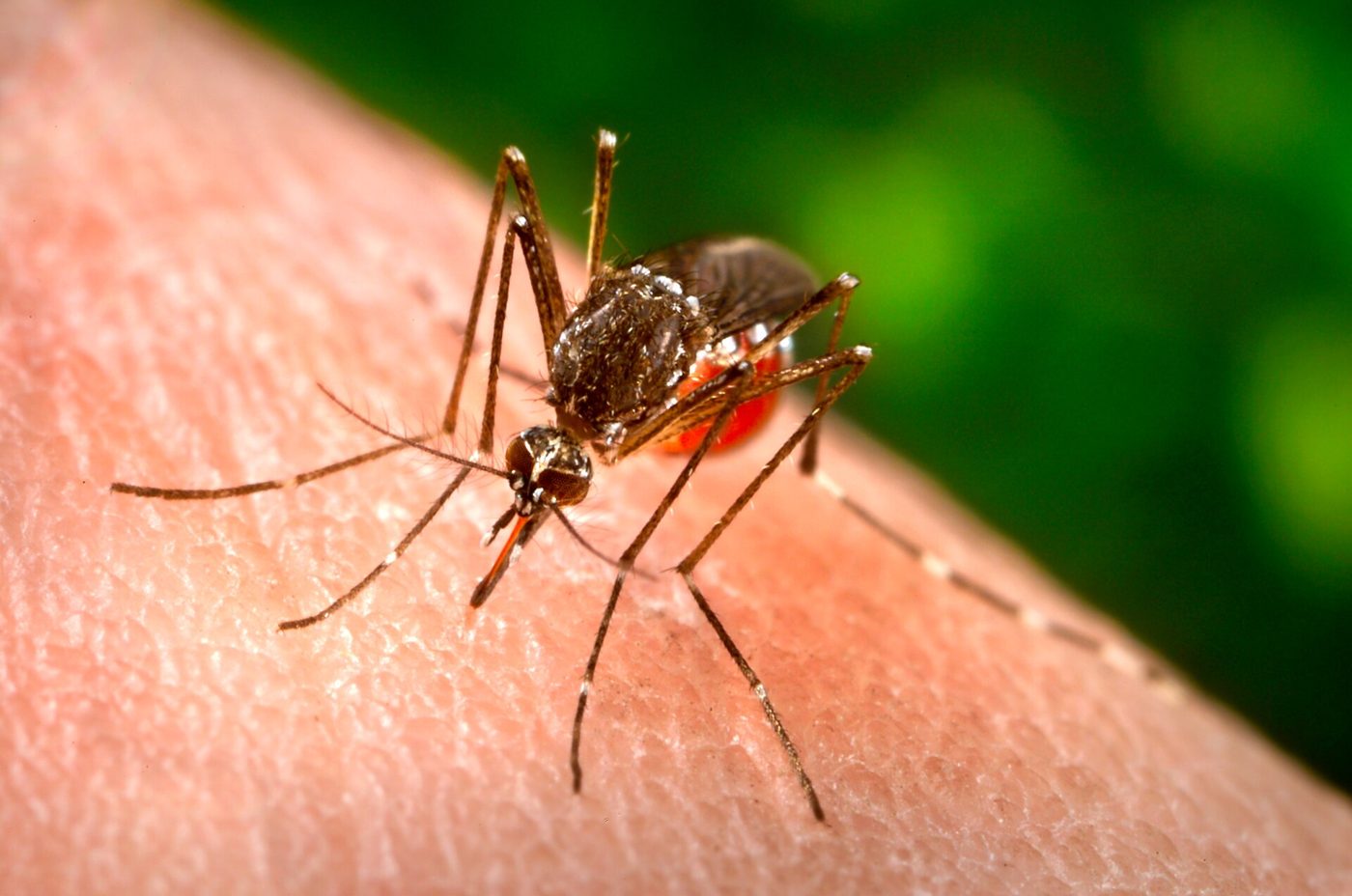Muỗi cái Aedes aegypti đang hút máu trên da người