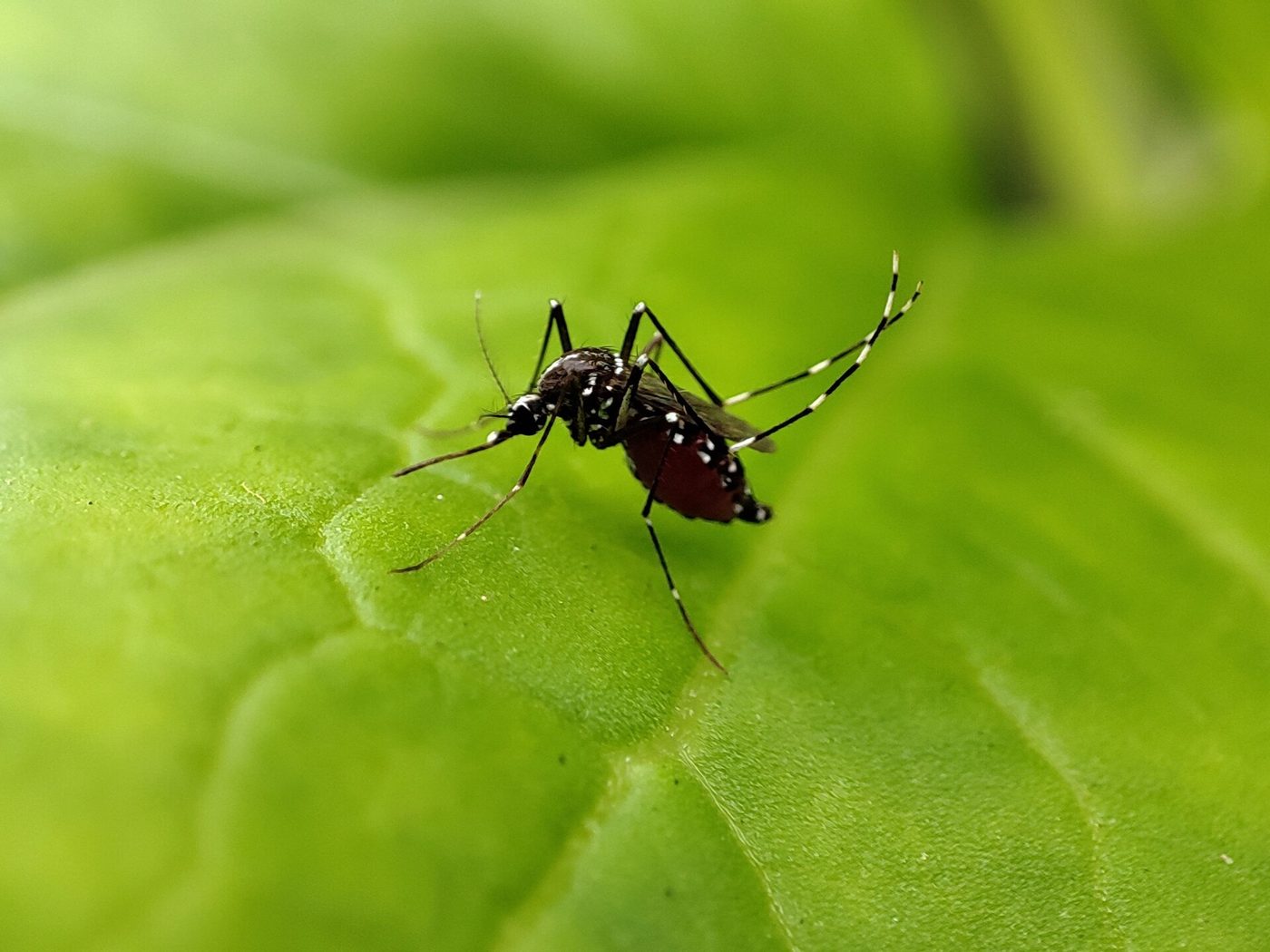 Muỗi Aedes aegypti trên lá