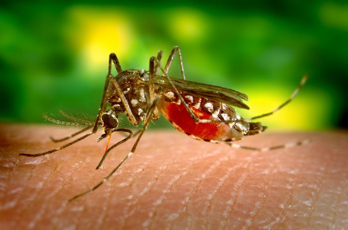 Muỗi Aedes aegypti đang hút máu