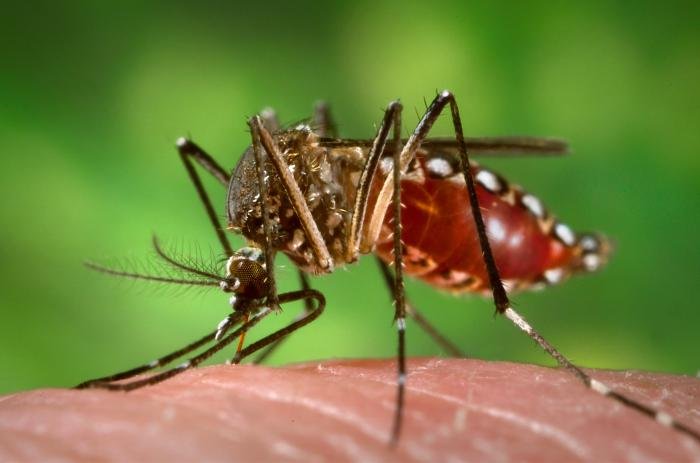 Muỗi Aedes aegypti đang hút máu