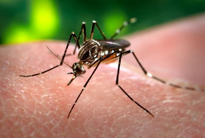 Muỗi cái Aedes aegypti