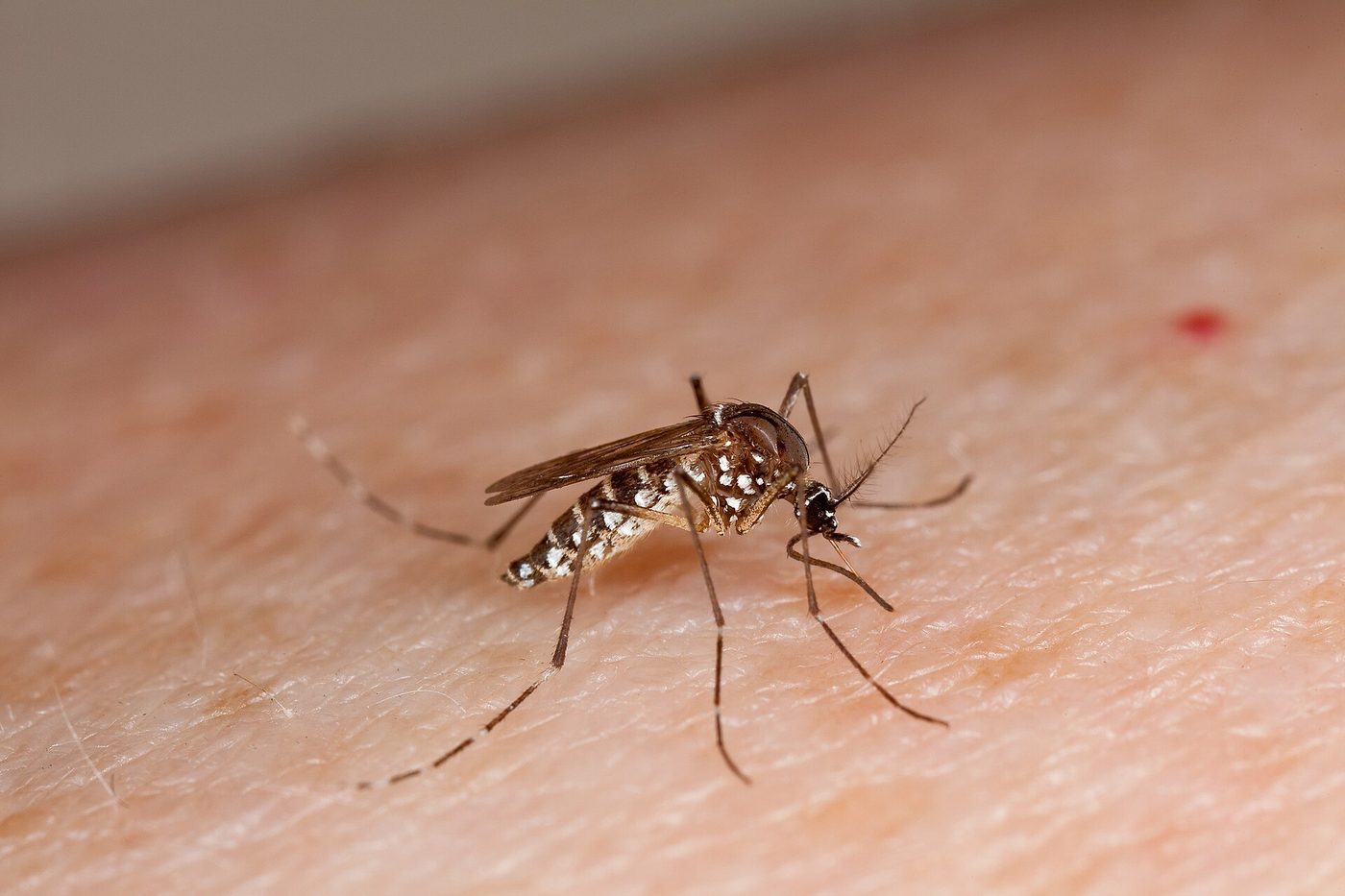 Muỗi Aedes aegypti bắt đầu đốt cánh tay (USDA ARS, 2012)