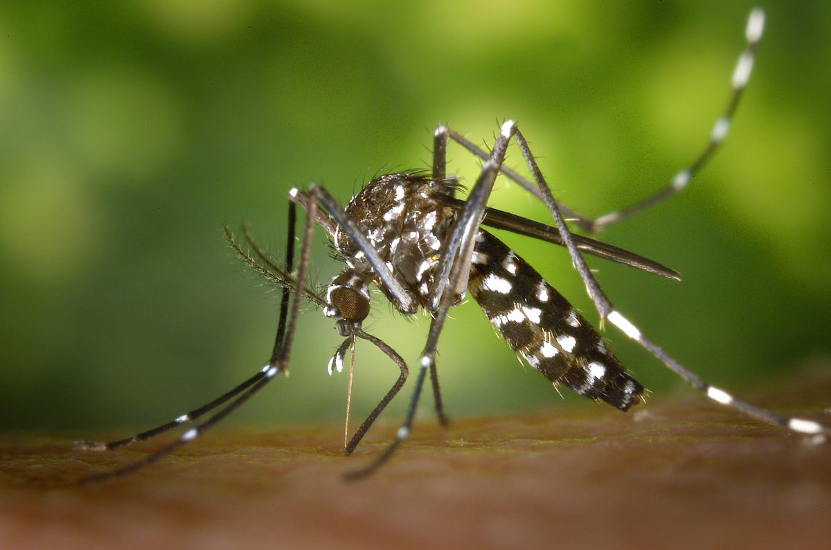 Muỗi Aedes albopictus