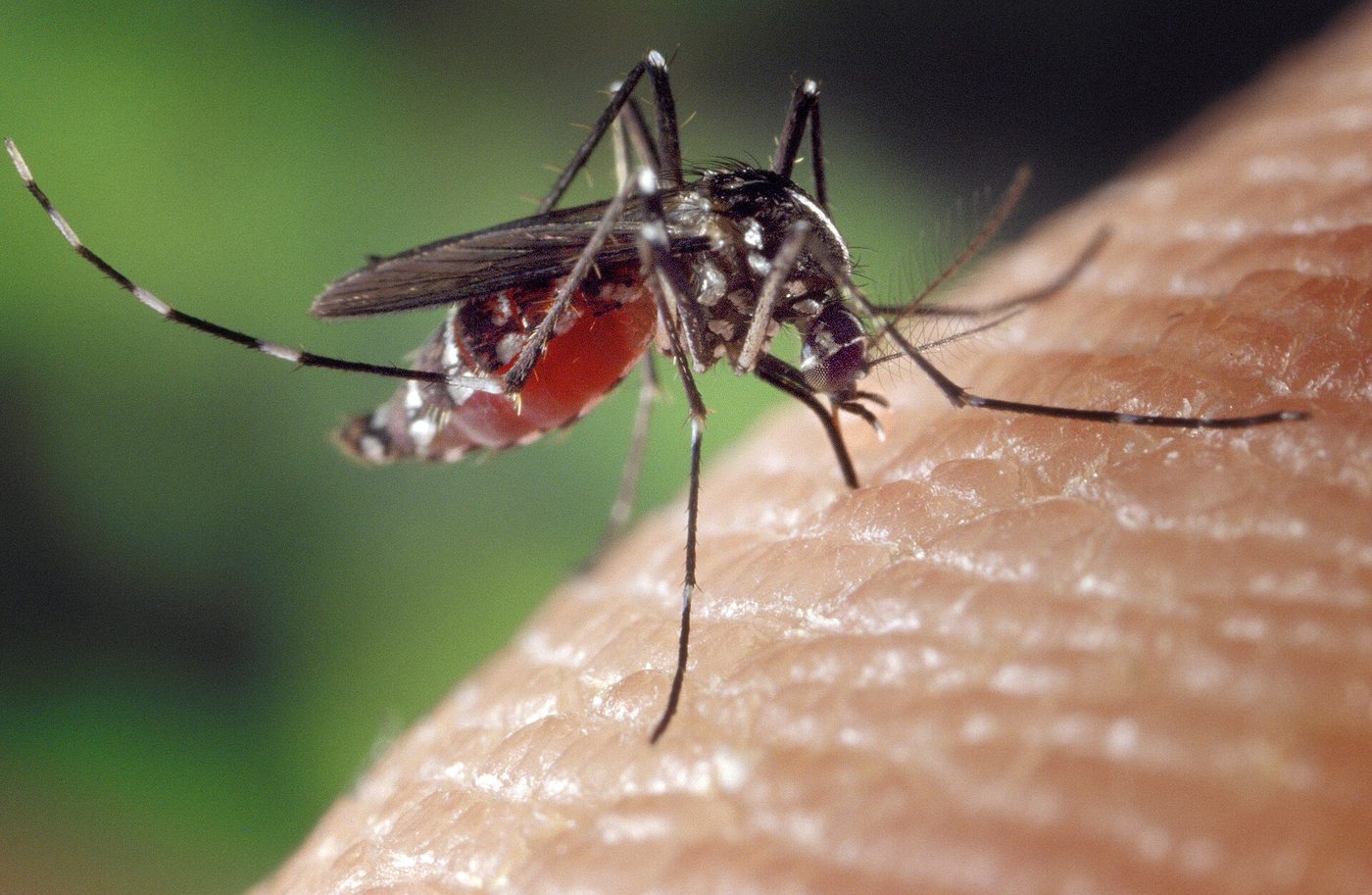 Muỗi Aedes albopictus cái hút máu người