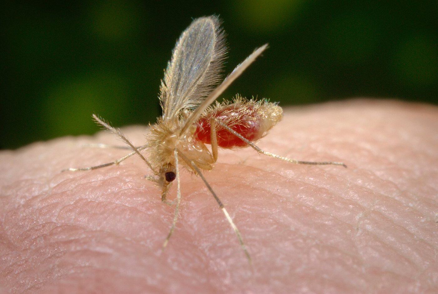 Muỗi cát Phlebotomus papatasi đang hút máu