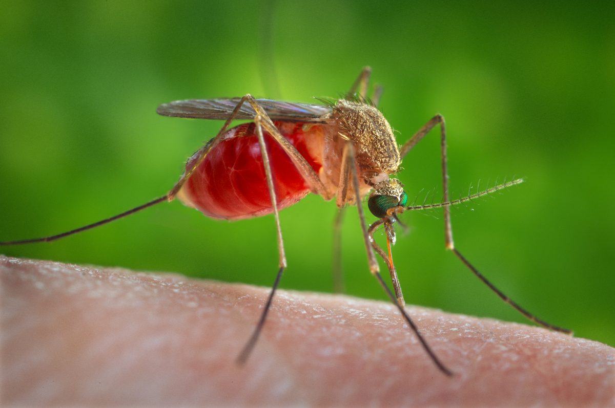 Muỗi cái Culex quinquefasciatus đang hút máu