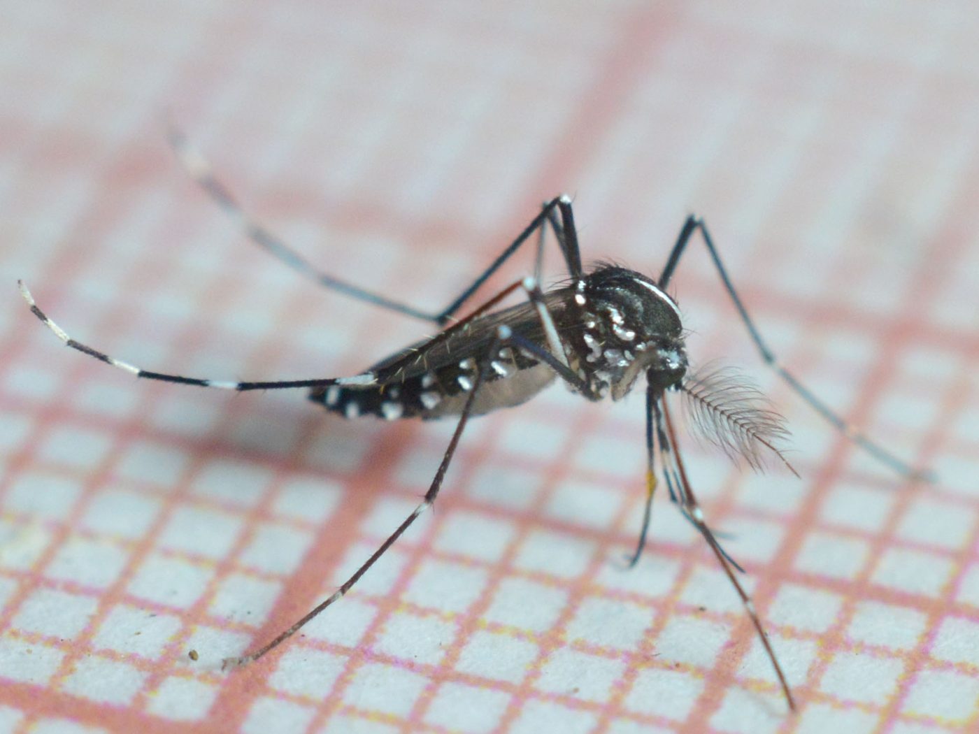 Muỗi Aedes albopictus ở Bulgaria