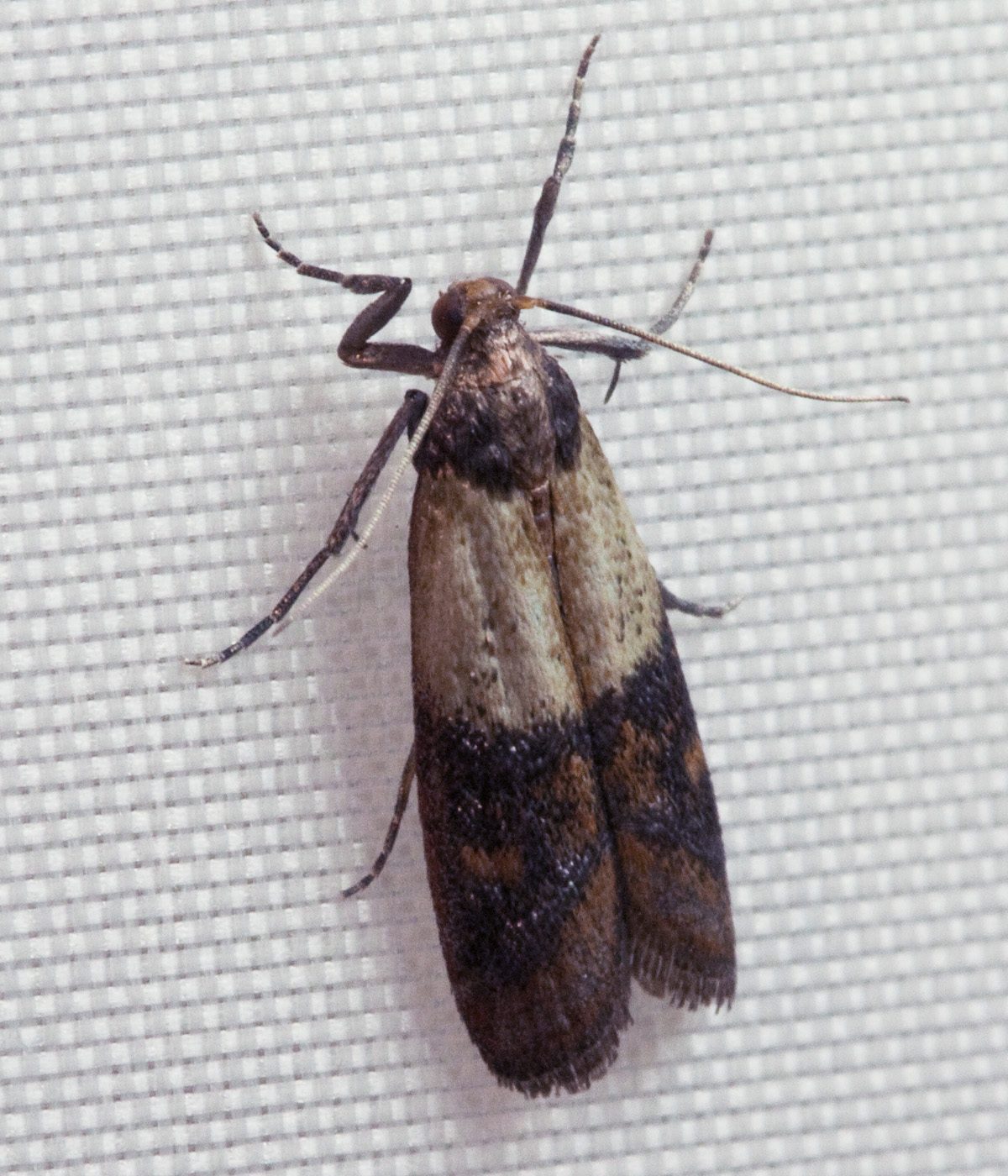 Ngài Ấn Độ (Plodia interpunctella)