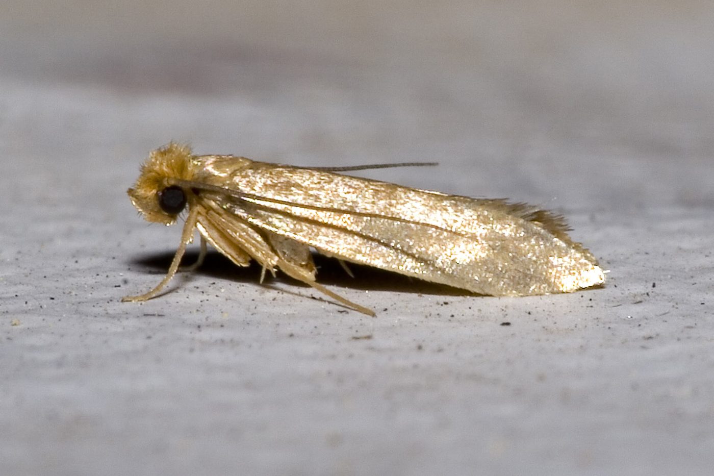 Ngài quần áo dệt tơ (Tineola bisselliella)