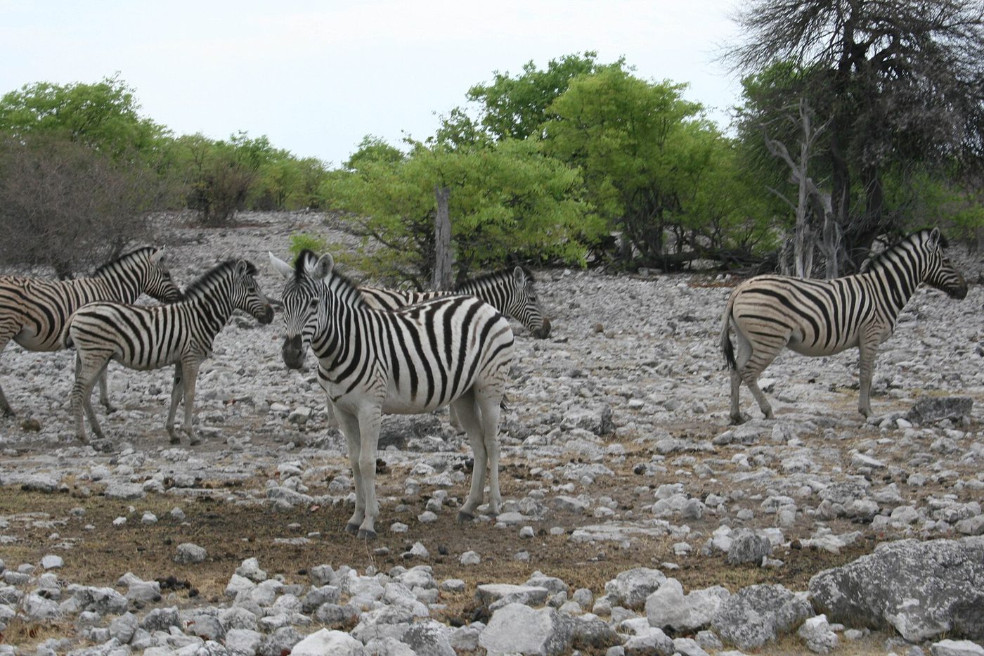 Ngựa vằn ở Vườn quốc gia Etosha (Namibia)