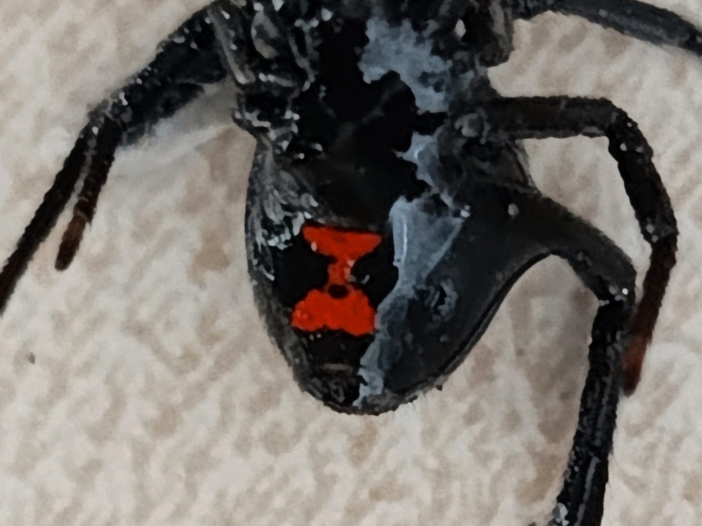 Nhện góa phụ đen Latrodectus mactans với dấu đỏ hình đồng hồ cát ở mặt bụng