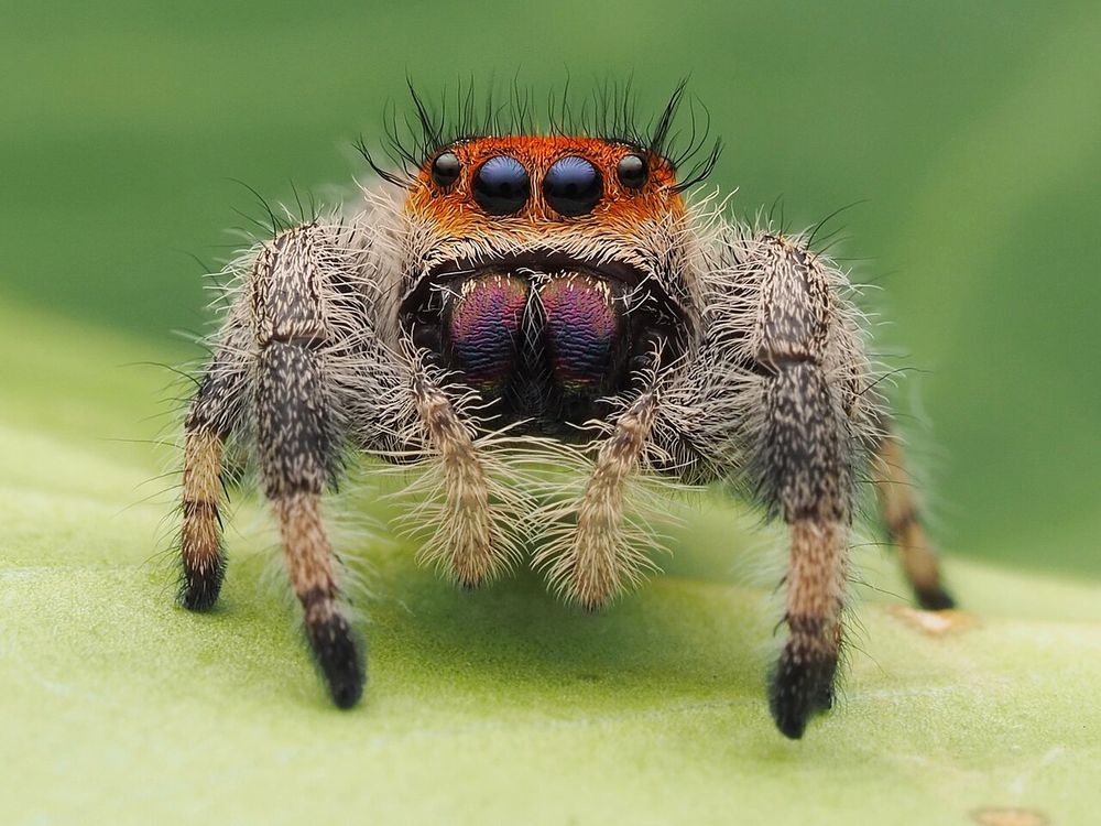 Nhện nhảy (Phidippus regius)
