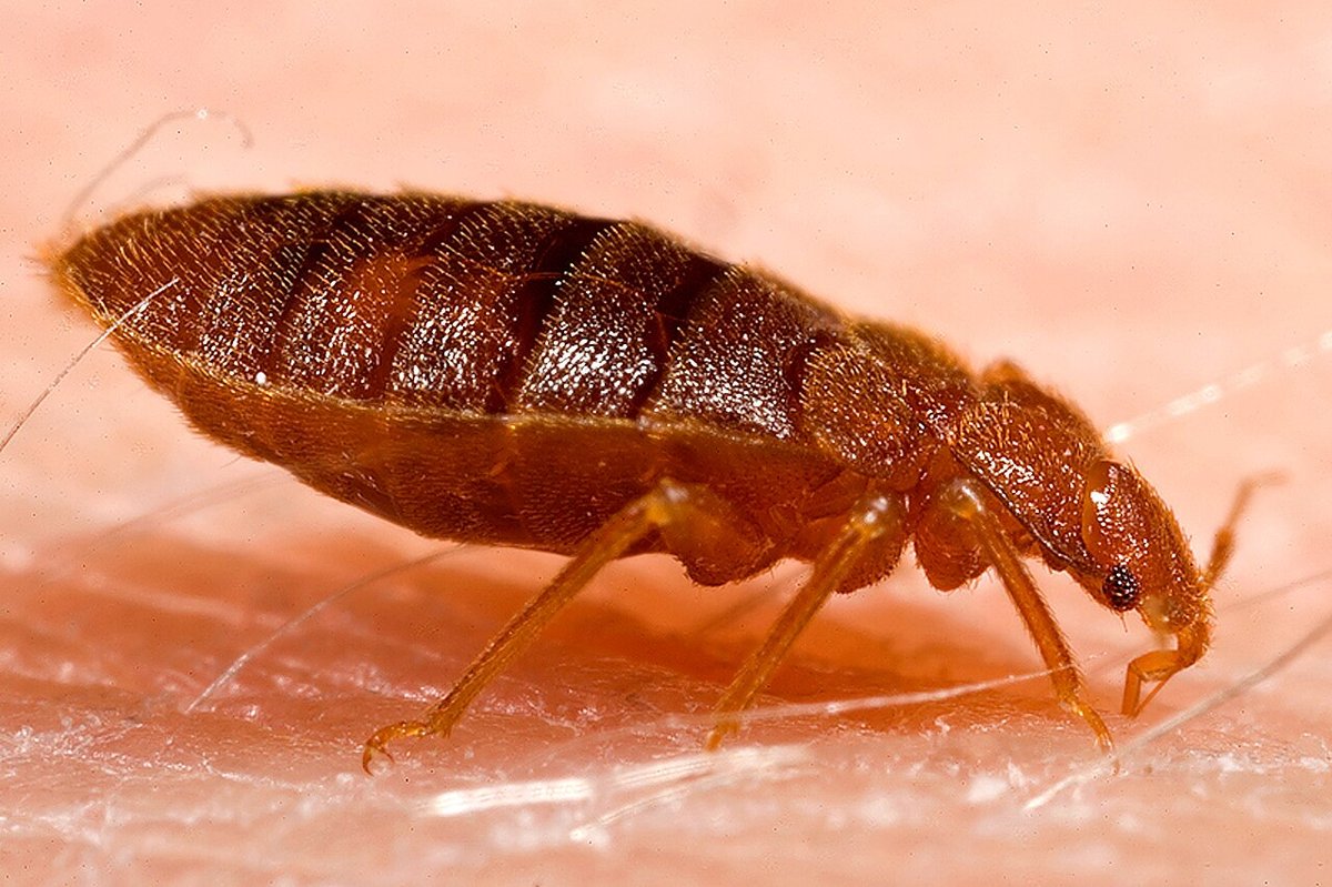 Rệp giường trưởng thành (Cimex lectularius) đang hút máu