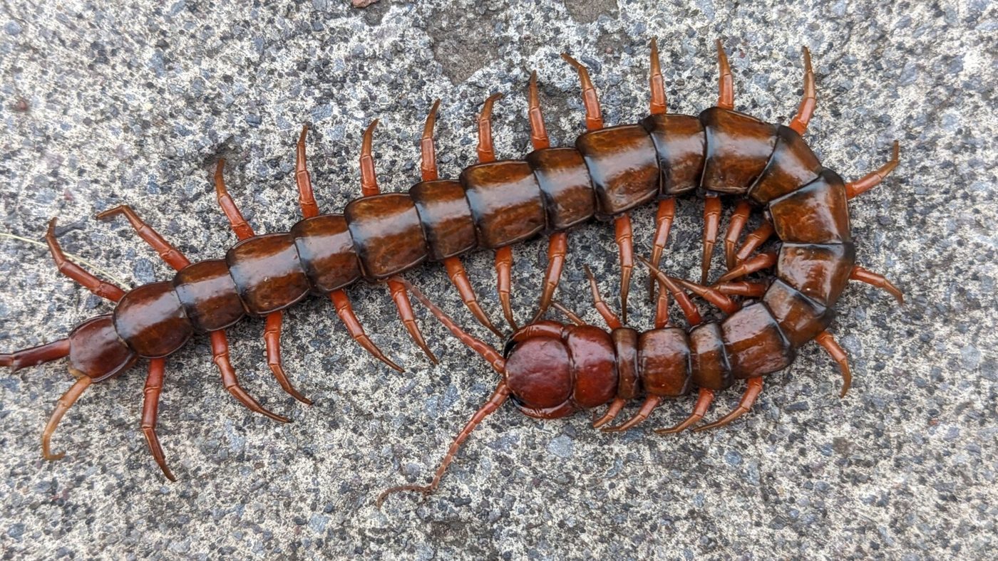 Rết Scolopendra subspinipes