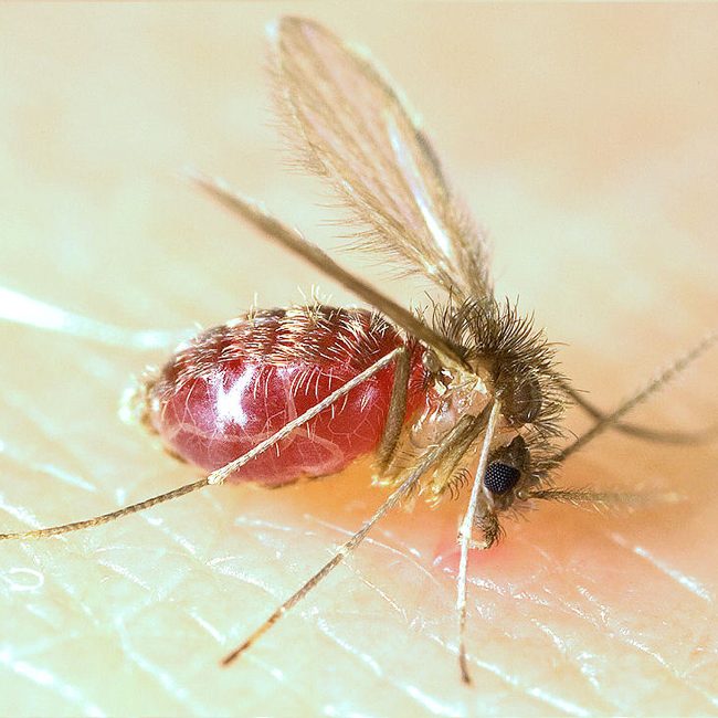 Muỗi cát Lutzomyia longipalpis vừa hút no máu