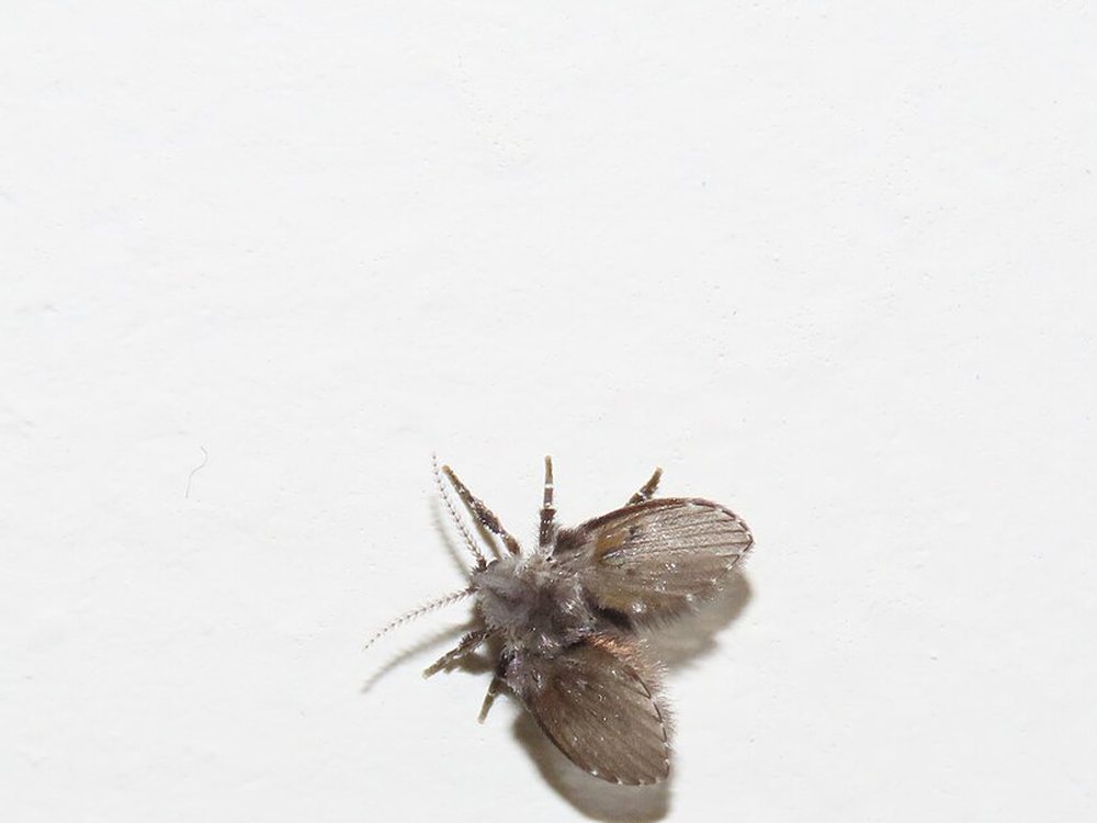 Ruồi cống (họ Psychodidae) đậu trên tường
