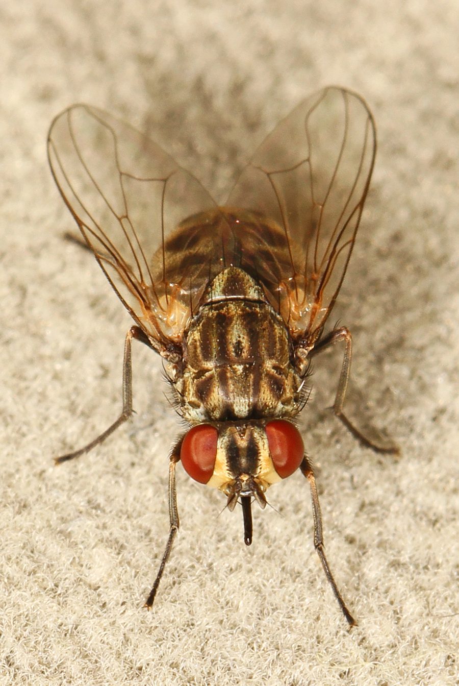 Ruồi trâu / ruồi chuồng (Stomoxys calcitrans)